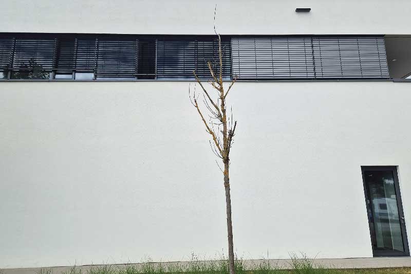 Gebäude-Fassadenreinigung-Ergebnis-von-Firma-algenfiX