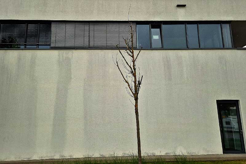Vor-der-Gebäude-Fassadenreinigung-von-Firma-algenfiX